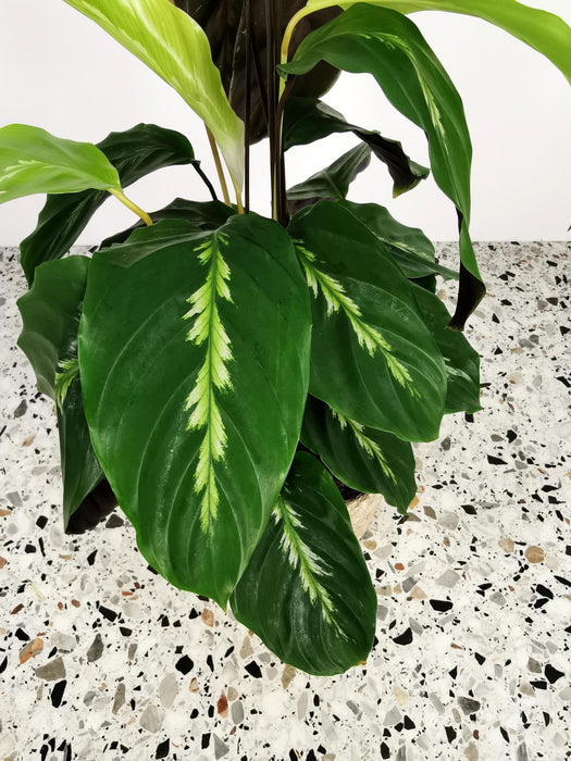 Calathea maui queen
