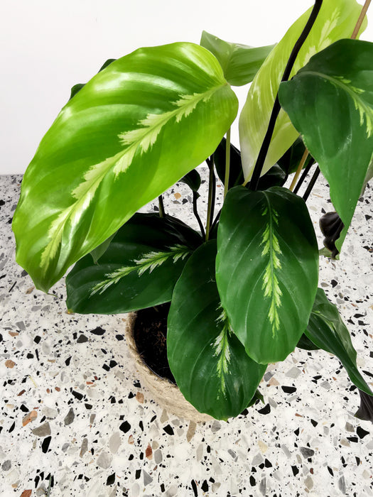 Calathea maui queen