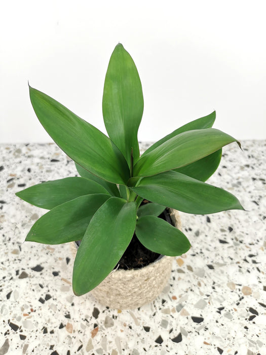 Cordyline glauca
