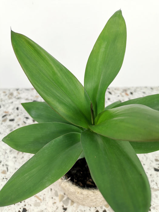 Cordyline glauca