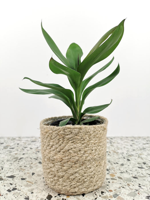 Cordyline glauca