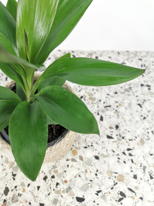 Cordyline glauca