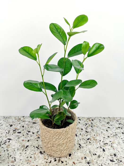 Ficus moclame