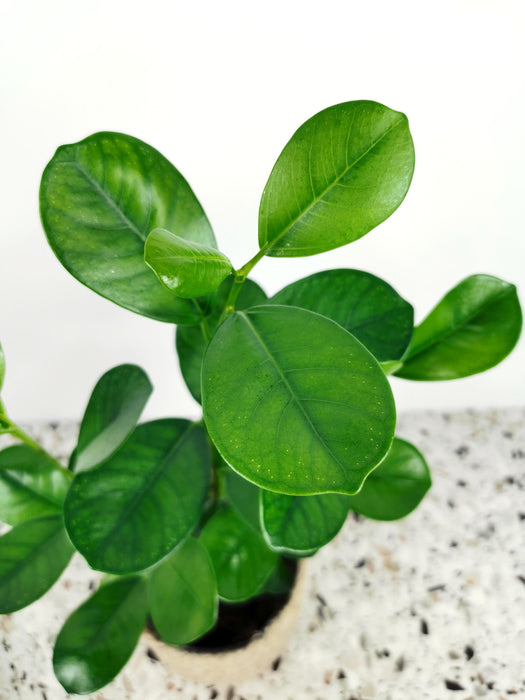 Ficus moclame