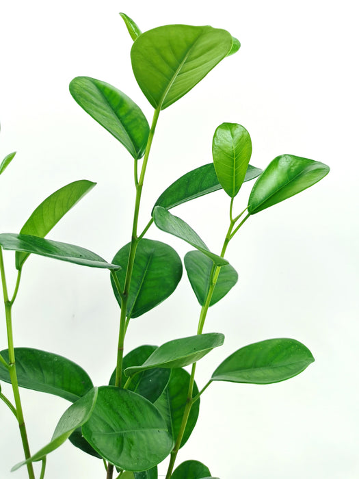 Ficus moclame