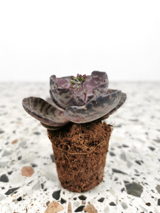 Kalanchoe zebra