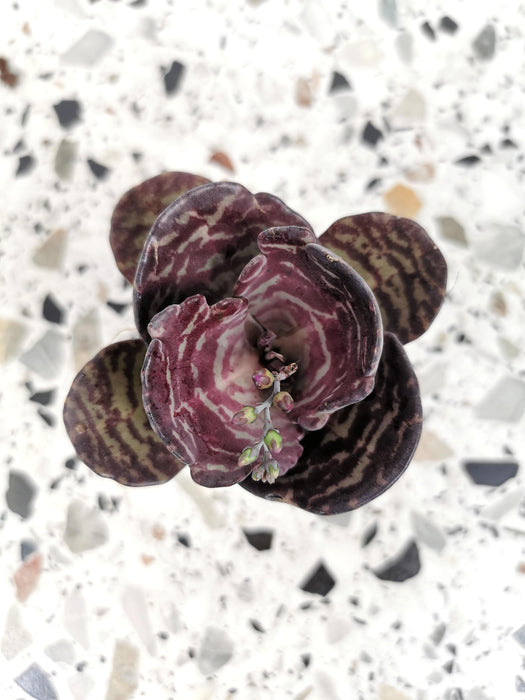Kalanchoe zebra