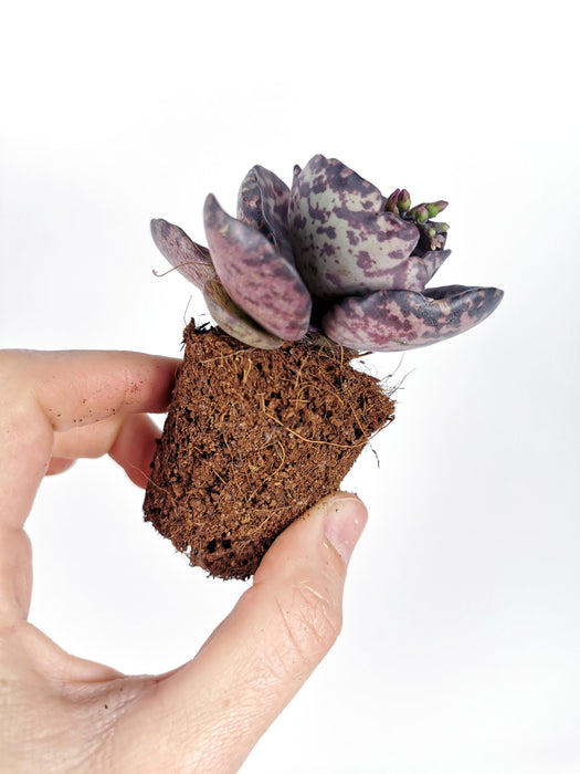 Kalanchoe zebra