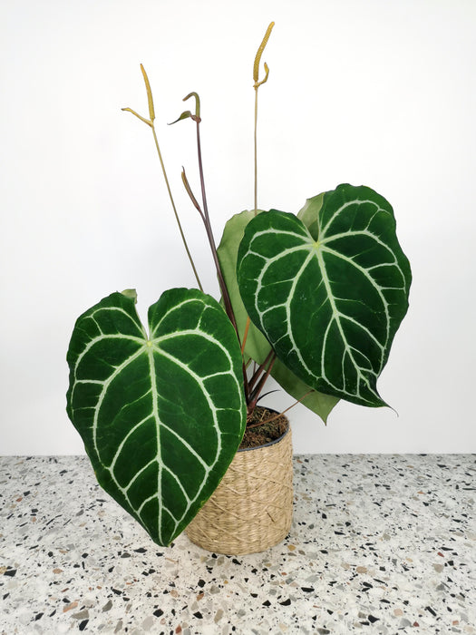 Anthurium crystallinum - Large