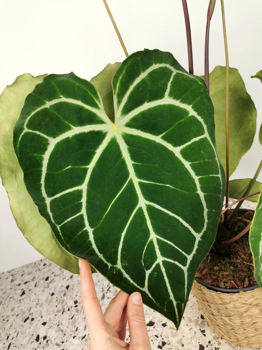 Anthurium crystallinum - Large