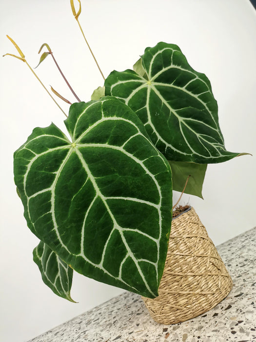 Anthurium crystallinum - Large