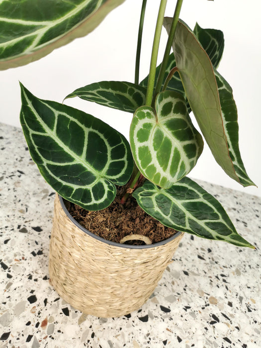 Anthurium crystallinum - Large