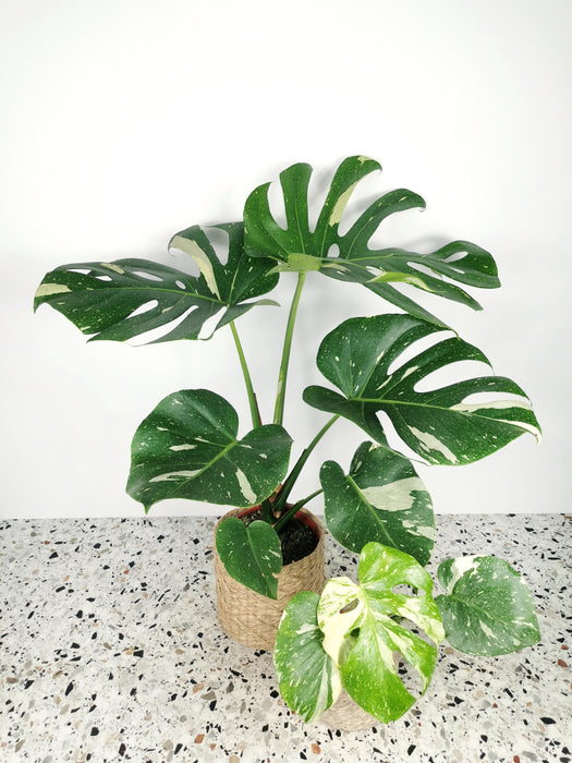 Monstera thaï constelation