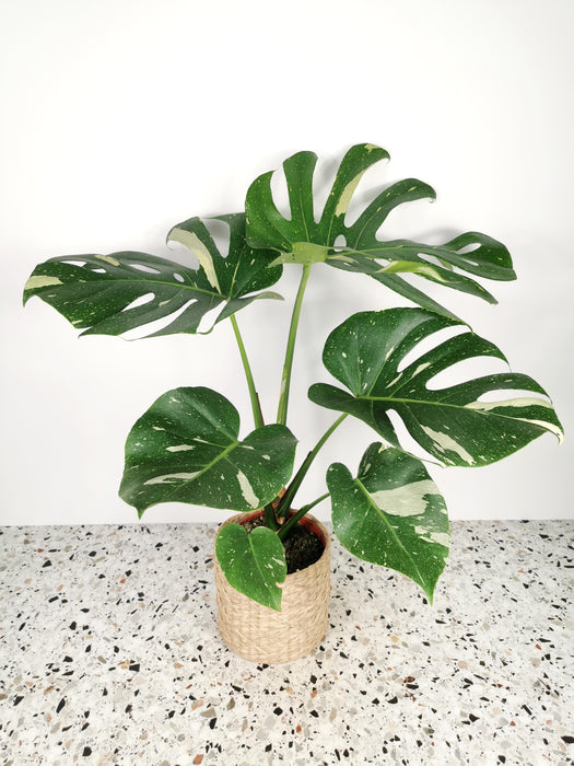 Monstera thaï constelation