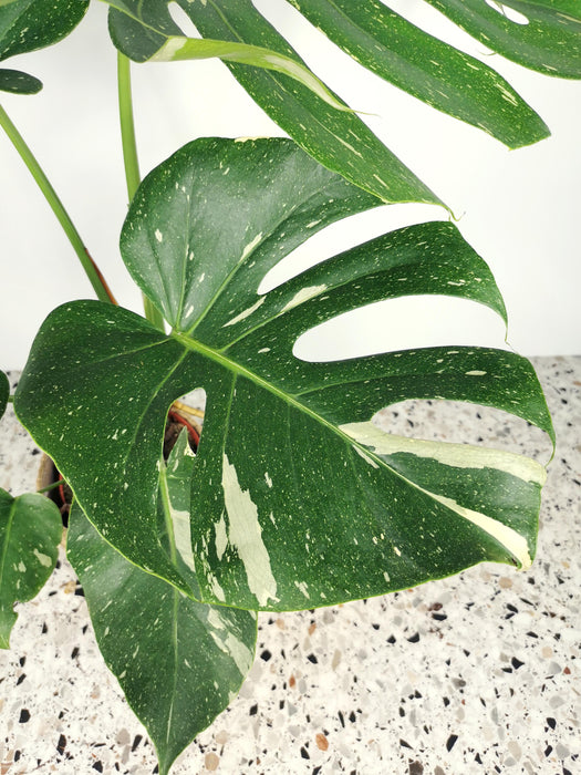 Monstera thaï constelation