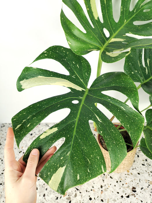 Monstera thaï constelation