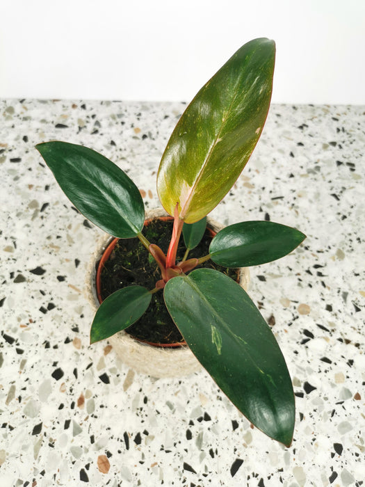 Philodendron birkin pink