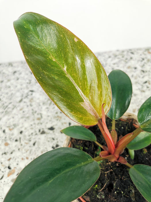Philodendron birkin pink