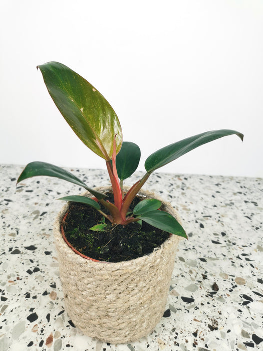 Philodendron birkin pink