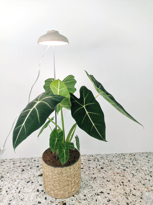 Lampe de croissance - bol