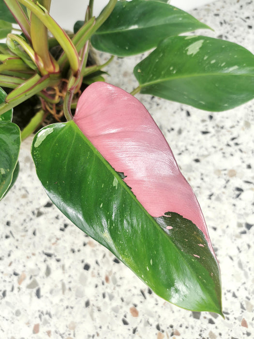 Philodendron pink princess marble - large