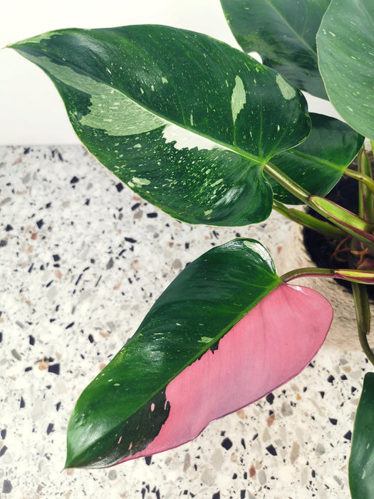Philodendron pink princess marble - large