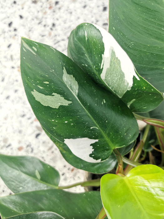 Philodendron pink princess marble - large