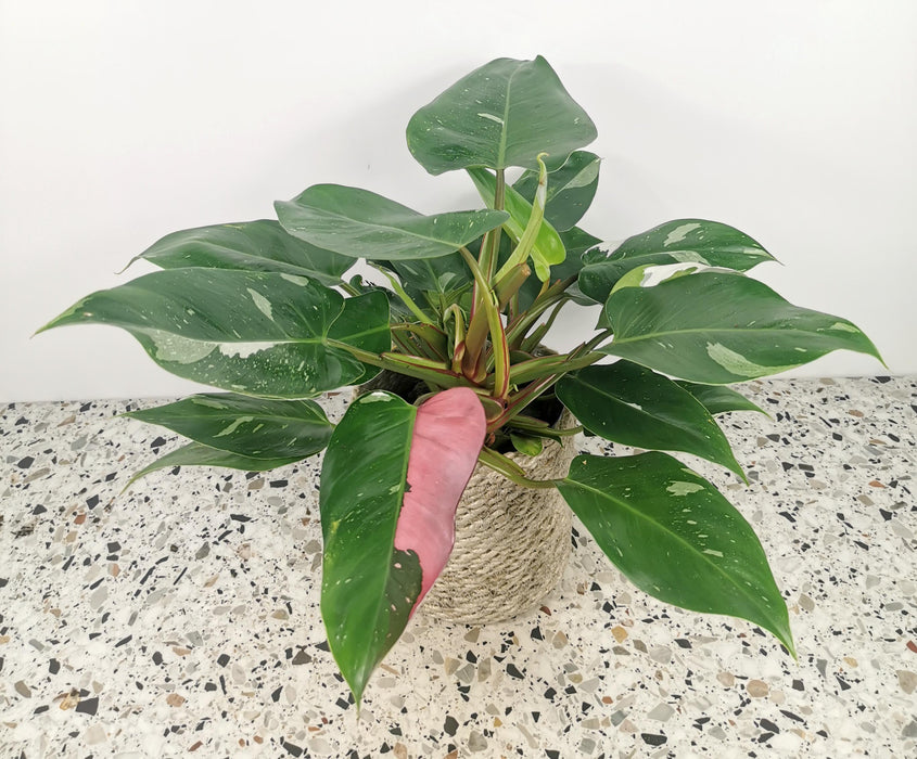 Philodendron pink princess marble - large