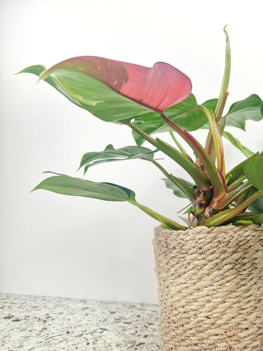 Philodendron pink princess marble - large