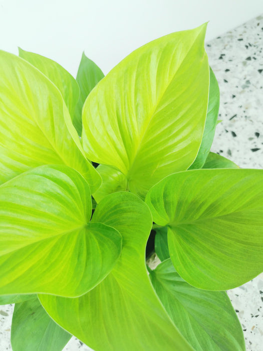 Homalomena rubescens lemon lime