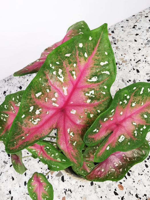 Caladium red flash