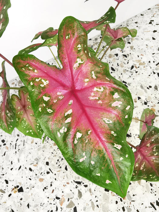 Caladium red flash