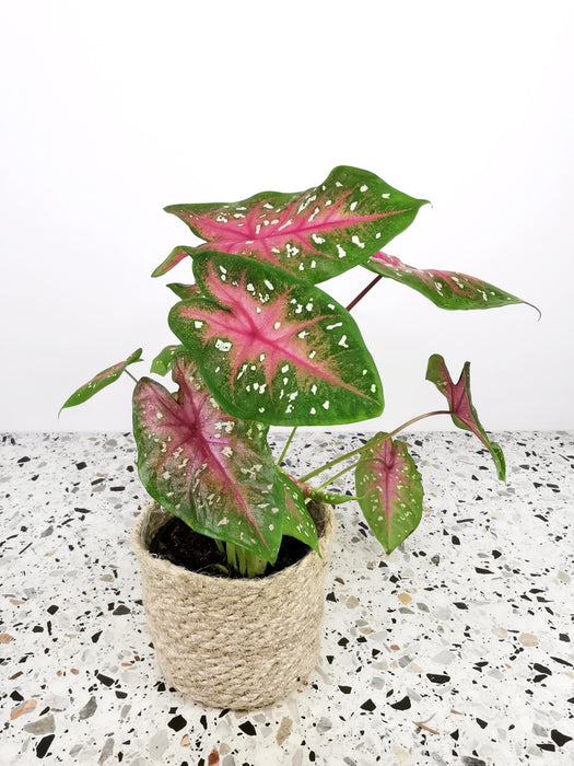 Caladium red flash