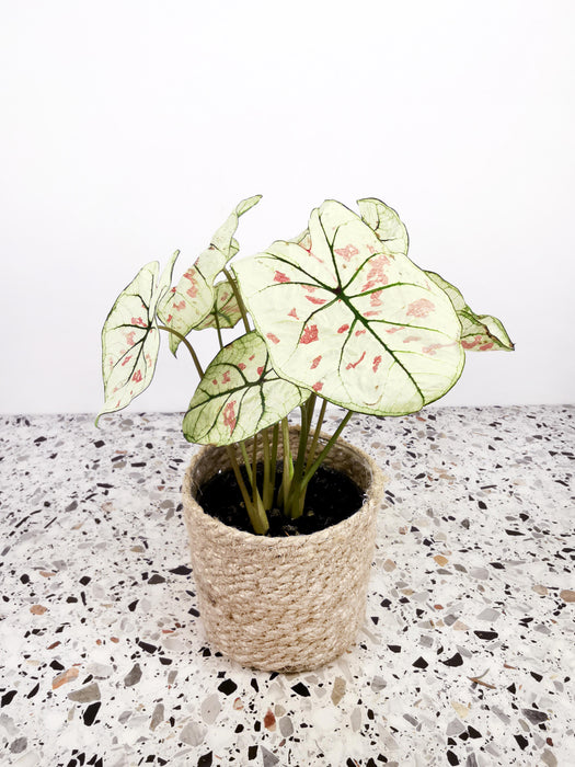 Caladium strawberry star