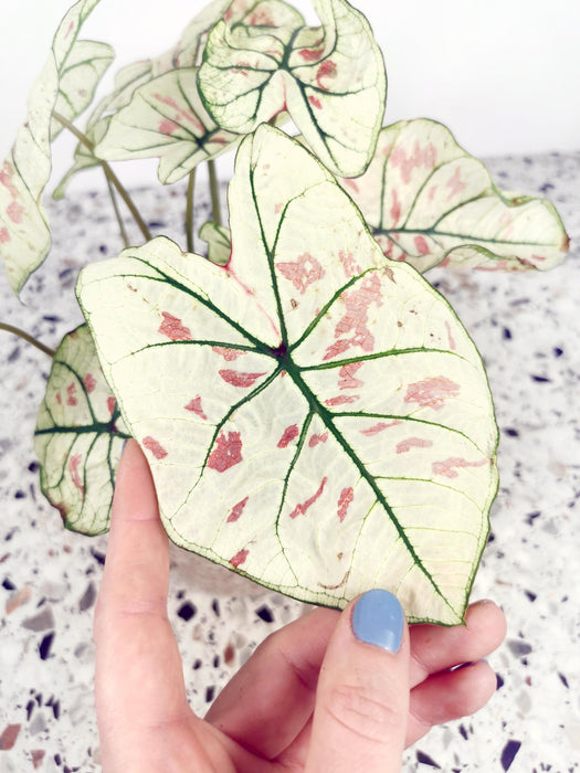 Caladium strawberry star