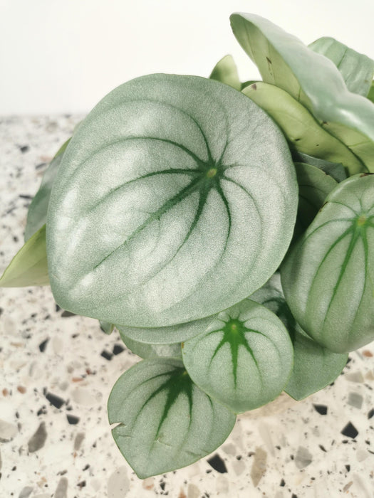 Peperomia ice queen