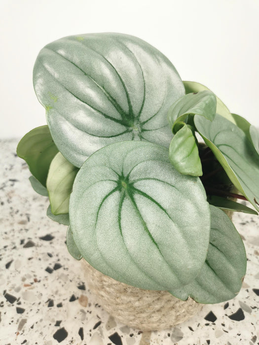 Peperomia ice queen