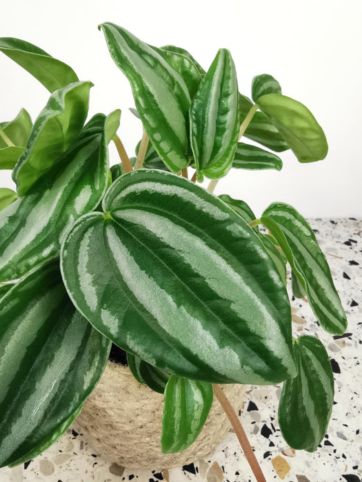 Peperomia verschaffeltii