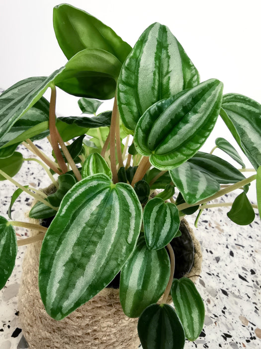 Peperomia verschaffeltii