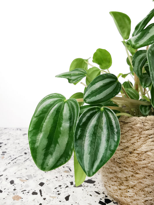 Peperomia verschaffeltii