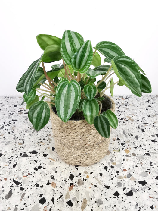 Peperomia verschaffeltii
