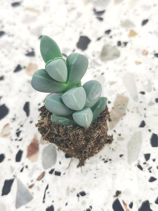 Gibbaeum petrense