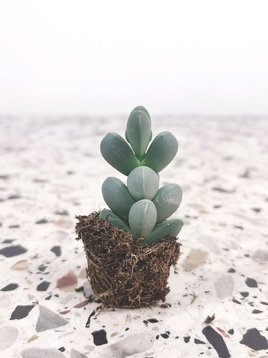 Gibbaeum petrense