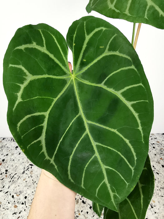 Anthurium magnificum silver