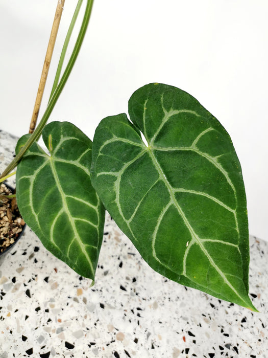 Anthurium magnificum silver