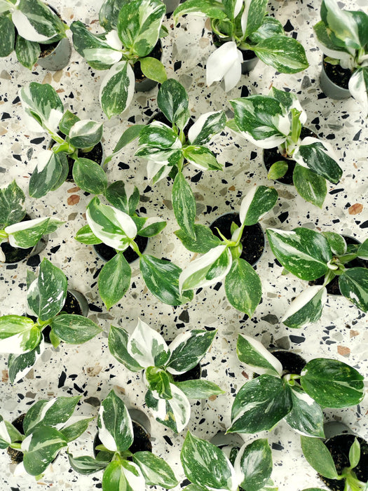 Philodendron white wizard