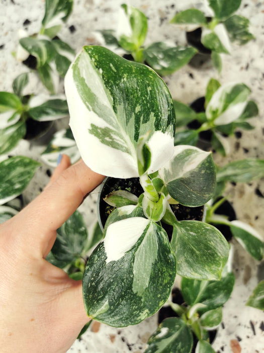 Philodendron white wizard