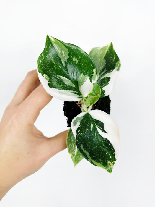 Philodendron white wizard