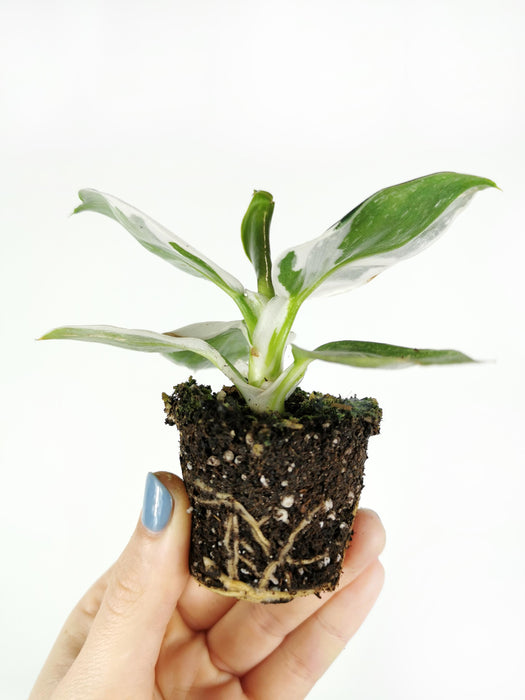 Philodendron white wizard