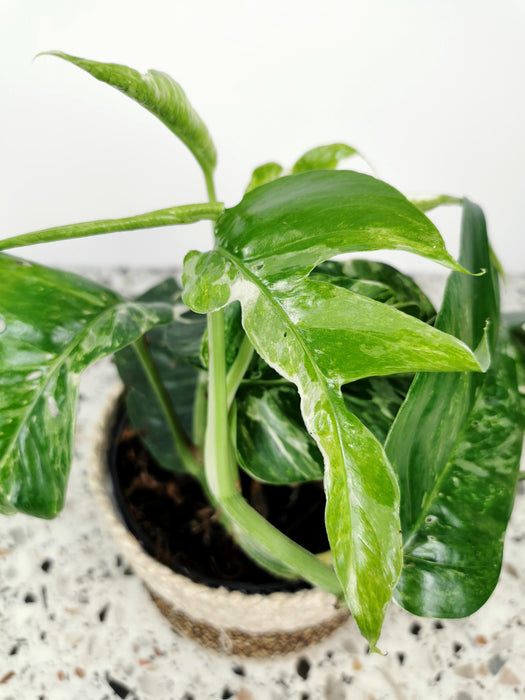 Scindapsus pinnatum variegata